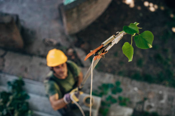 Best Tree Maintenance Programs  in Deans, NJ