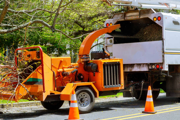 Best Root Management and Removal  in Deans, NJ