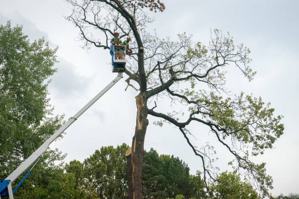 Best Tree Disease Treatment  in Deans, NJ