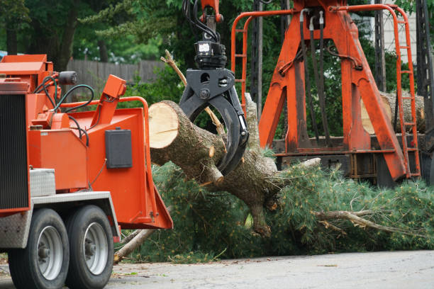 Best Tree Risk Assessment  in Deans, NJ