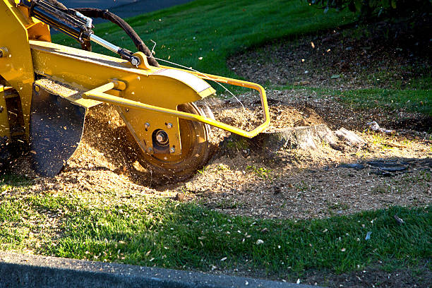 Best Soil Testing and Treatment  in Deans, NJ