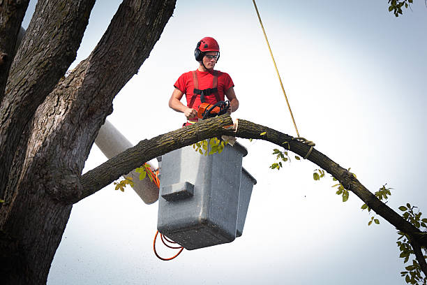 Best Leaf Removal  in Deans, NJ