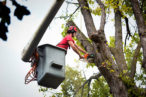 Best Tree Cabling and Bracing  in Deans, NJ