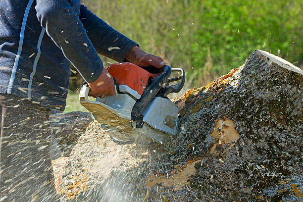 Reliable Deans, NJ Tree Removal Solutions